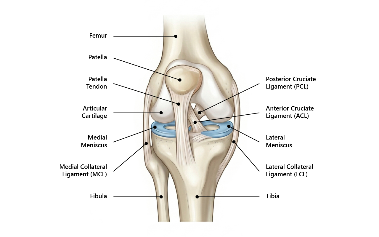 Diagram of knee anatomy showing ligaments and cartilage structures