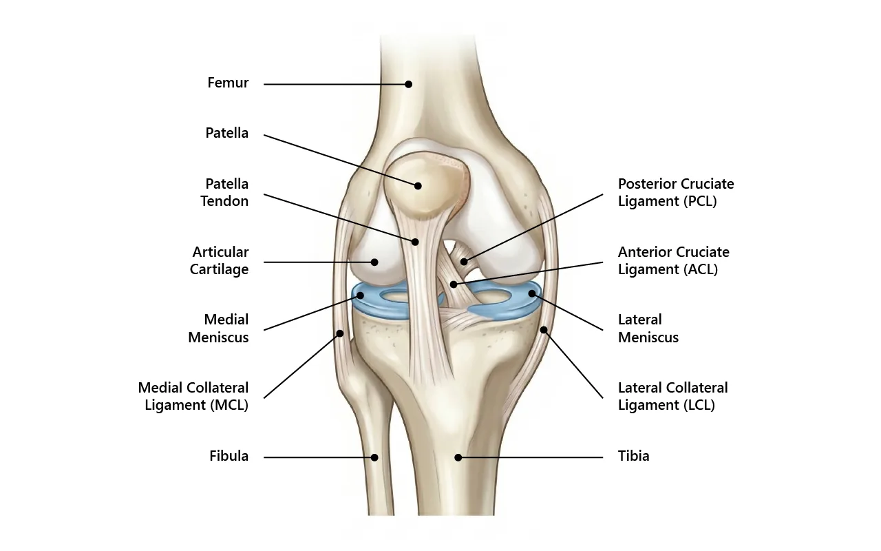 Diagram of knee anatomy showing ligaments and cartilage structures